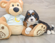 5 week old Mini Bernedoodle Puppy For Sale - Windy City Pups