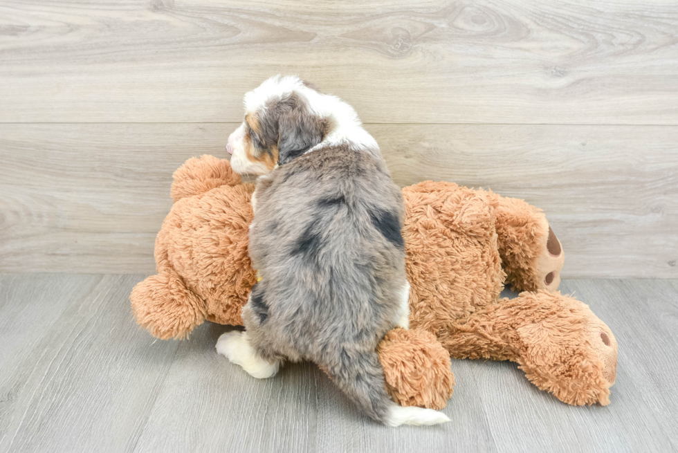 Best Mini Bernedoodle Baby