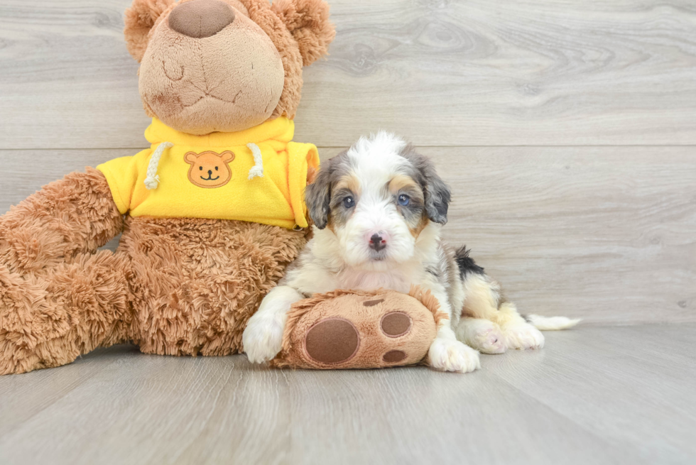 Mini Bernedoodle Pup Being Cute