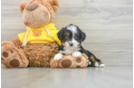 Mini Bernedoodle Puppy for Adoption