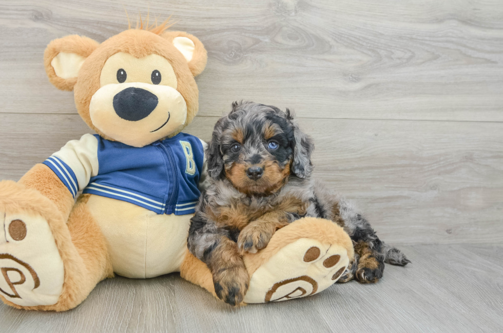 6 week old Mini Bernedoodle Puppy For Sale - Windy City Pups