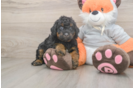 Best Mini Bernedoodle Baby