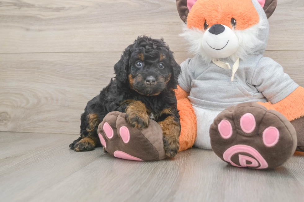 Best Mini Bernedoodle Baby