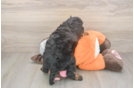 Fluffy Mini Bernedoodle Poodle Mix Pup