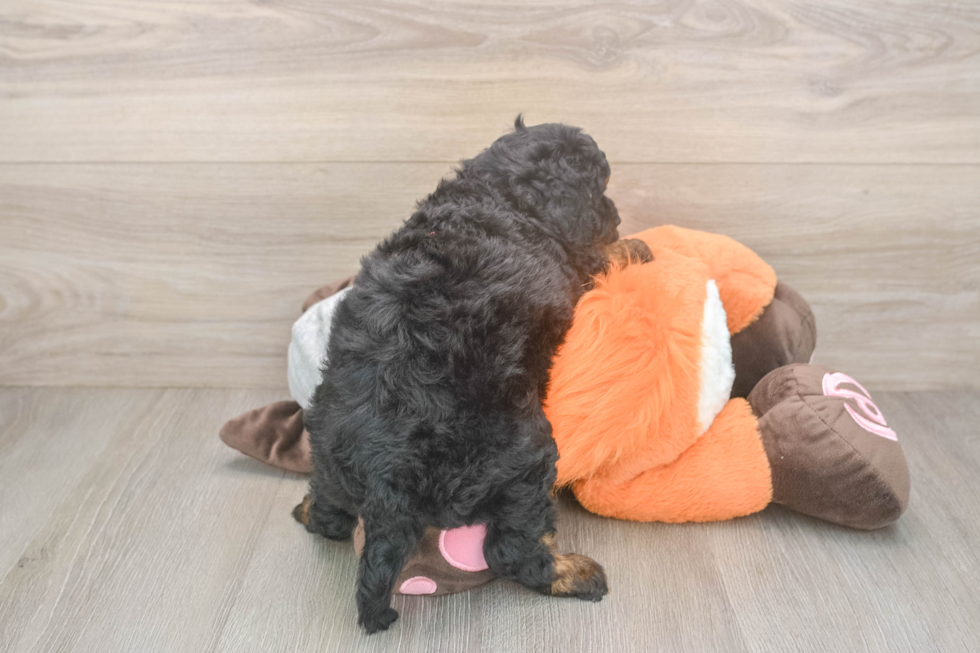 Fluffy Mini Bernedoodle Poodle Mix Pup