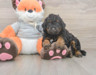7 week old Mini Bernedoodle Puppy For Sale - Windy City Pups