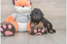 Mini Bernedoodle Puppy for Adoption