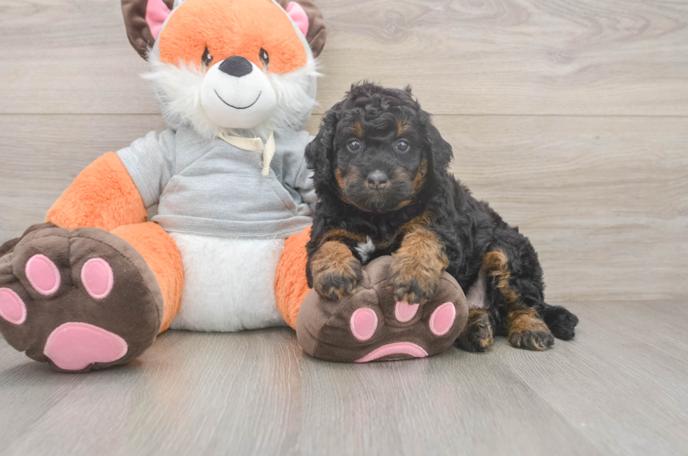 4 week old Mini Bernedoodle Puppy For Sale - Windy City Pups