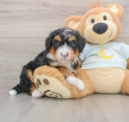 6 week old Mini Bernedoodle Puppy For Sale - Windy City Pups