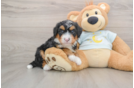 Mini Bernedoodle Pup Being Cute