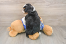 Adorable Bernese Doodle Poodle Mix Puppy