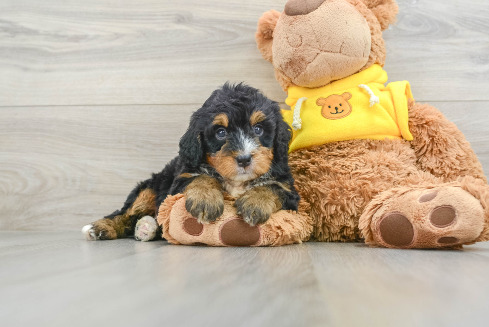 Hypoallergenic Mini Berniedoodle Poodle Mix Puppy