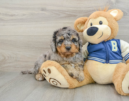 8 week old Mini Bernedoodle Puppy For Sale - Windy City Pups