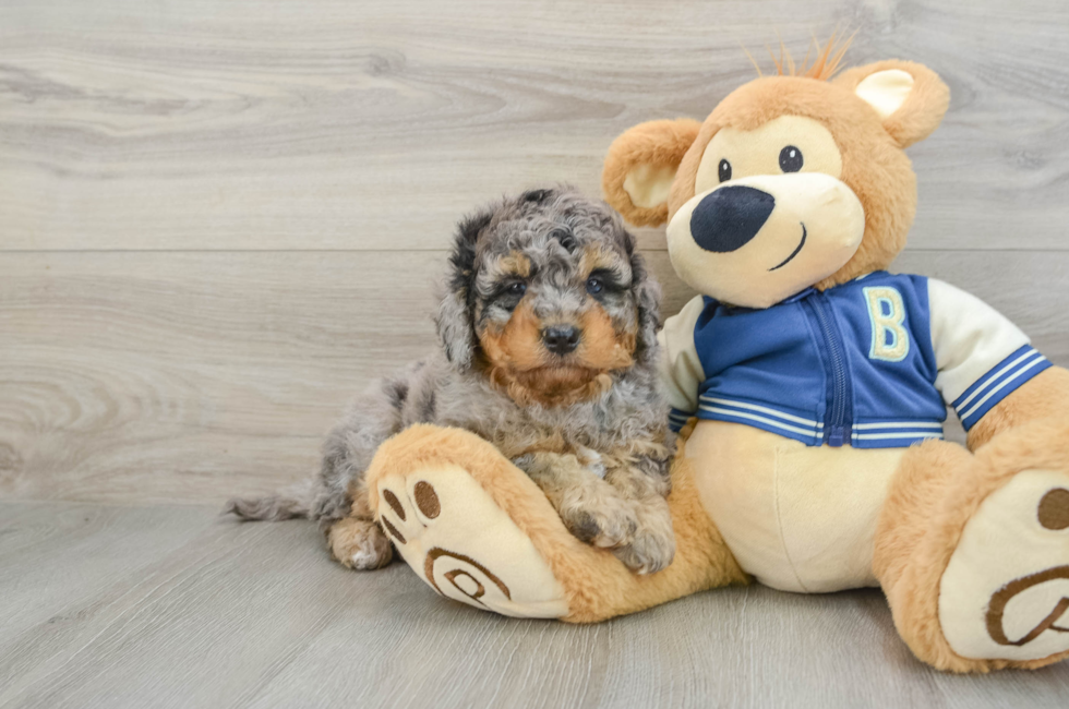 6 week old Mini Bernedoodle Puppy For Sale - Windy City Pups