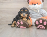 7 week old Mini Bernedoodle Puppy For Sale - Windy City Pups