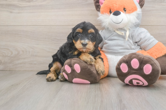 Mini Bernedoodle Pup Being Cute
