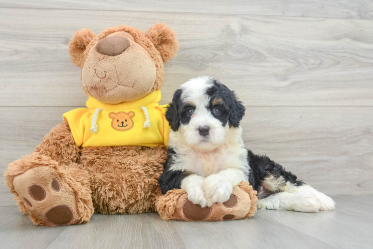 Playful Bernadoodle Poodle Mix Puppy