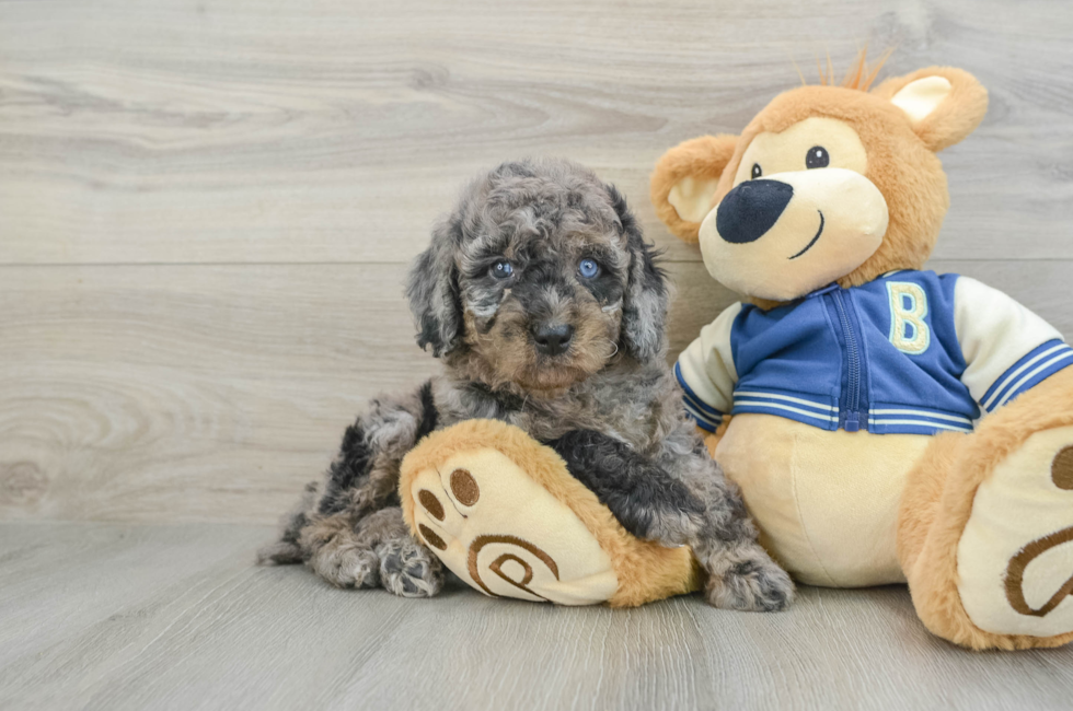 6 week old Mini Bernedoodle Puppy For Sale - Windy City Pups