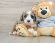 6 week old Mini Bernedoodle Puppy For Sale - Windy City Pups