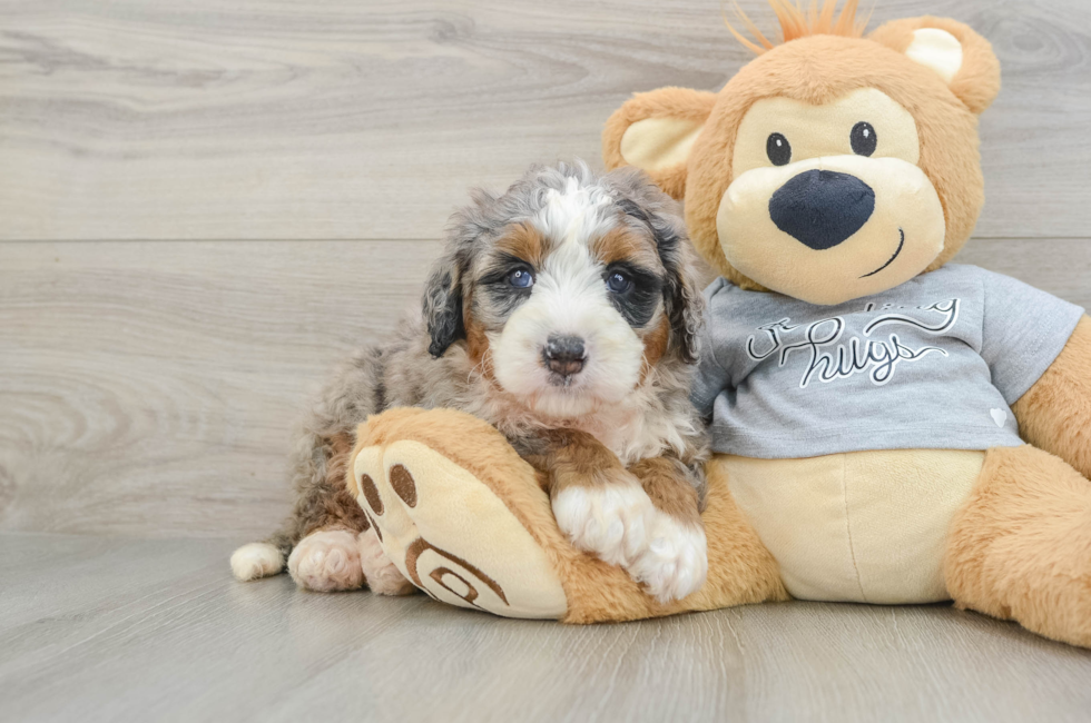 6 week old Mini Bernedoodle Puppy For Sale - Windy City Pups