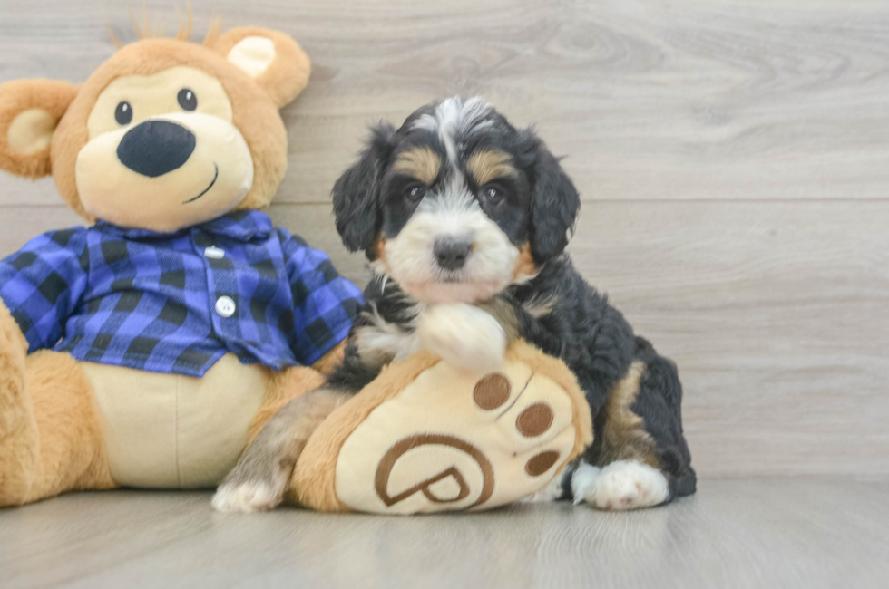 5 week old Mini Bernedoodle Puppy For Sale - Windy City Pups