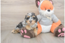 Smart Mini Bernedoodle Poodle Mix Pup