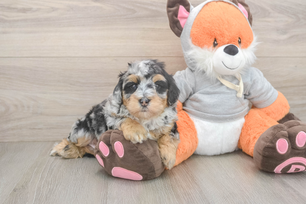 Smart Mini Bernedoodle Poodle Mix Pup