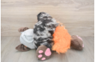 Mini Bernedoodle Pup Being Cute