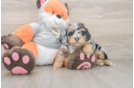 Little Mini Bernesedoodle Poodle Mix Puppy