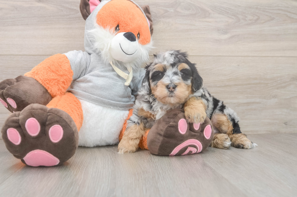 4 week old Mini Bernedoodle Puppy For Sale - Windy City Pups