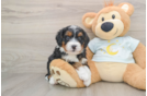 Mini Bernedoodle Puppy for Adoption
