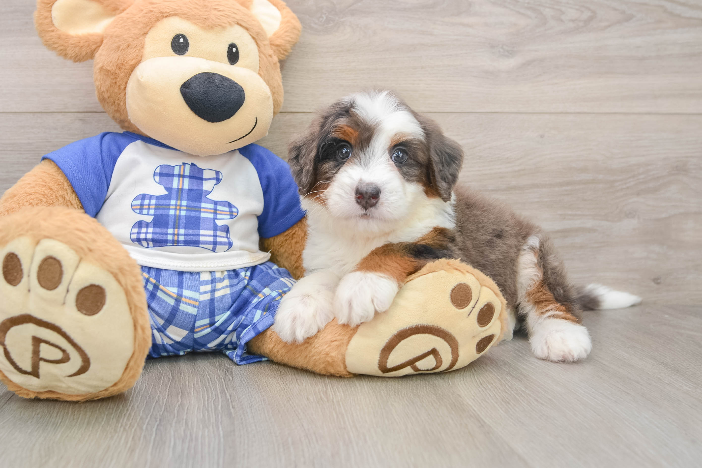 Sweet Mini Bernedoodle Baby