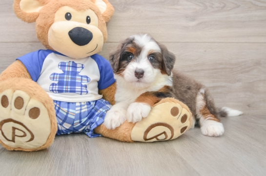 GRANDE, a Mini Bernedoodle littermate