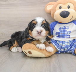 7 week old Mini Bernedoodle Puppy For Sale - Windy City Pups