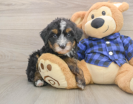 7 week old Mini Bernedoodle Puppy For Sale - Windy City Pups