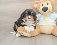 5 week old Mini Bernedoodle Puppy For Sale - Windy City Pups