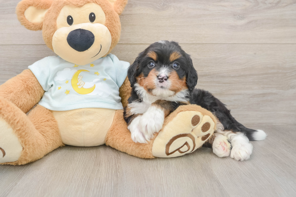 Best Mini Bernedoodle Baby