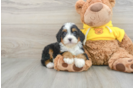 Mini Bernedoodle Puppy for Adoption