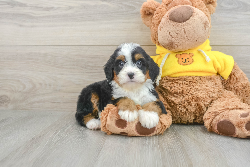 Mini Bernedoodle Puppy for Adoption