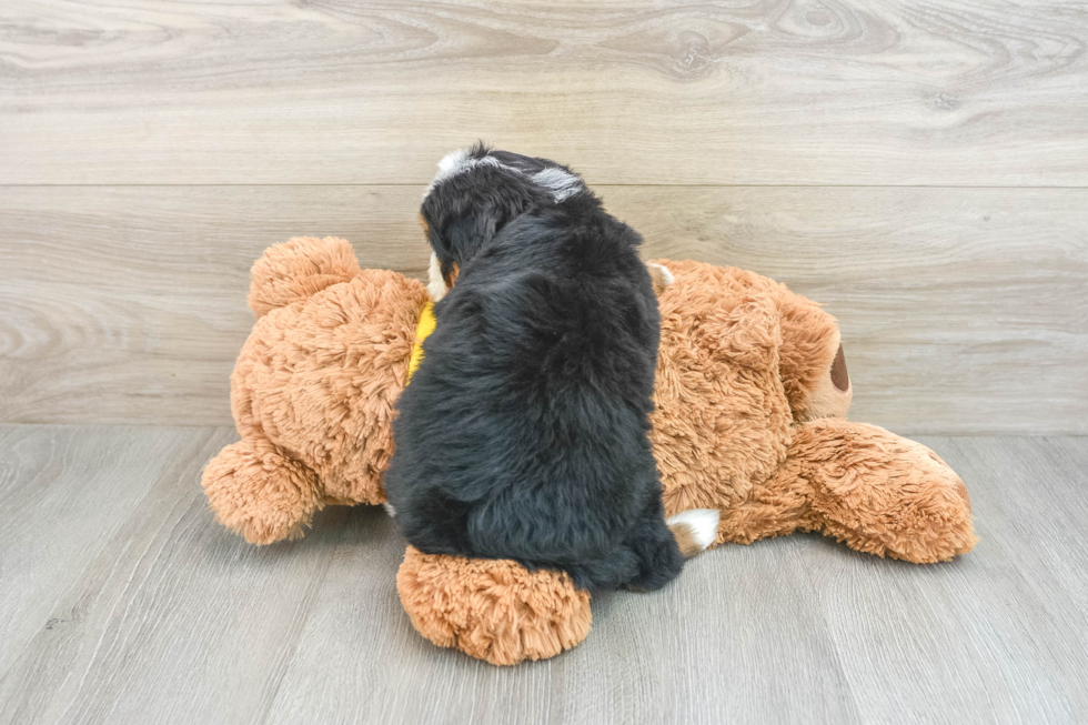 Mini Bernedoodle Puppy for Adoption