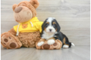 Playful Mini Bernese Poodle Poodle Mix Puppy