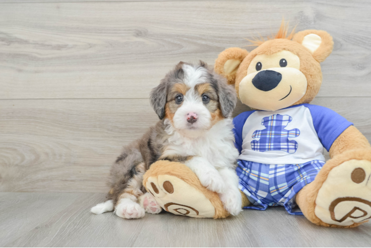 Best Mini Bernedoodle Baby