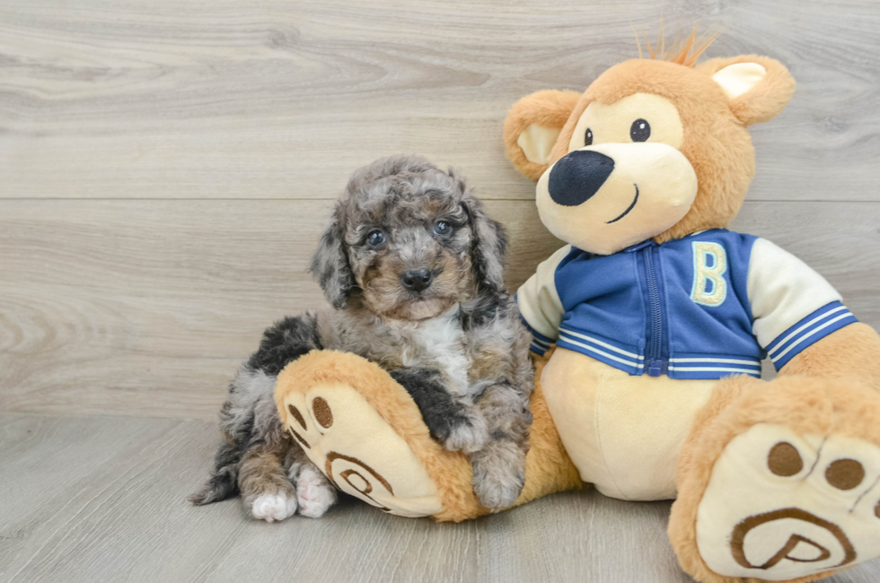 6 week old Mini Bernedoodle Puppy For Sale - Windy City Pups