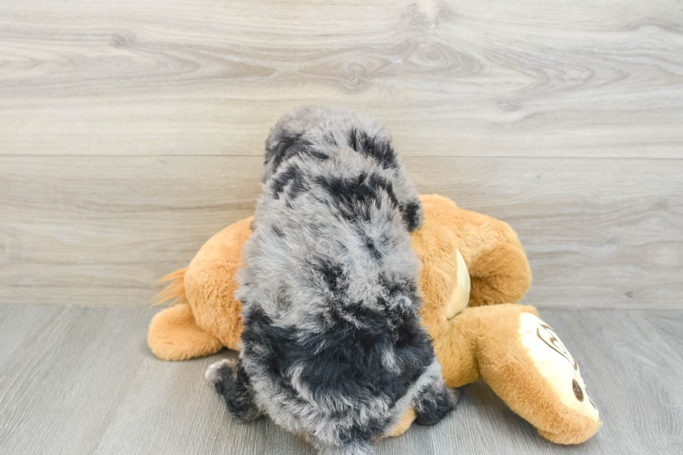 Best Mini Bernedoodle Baby