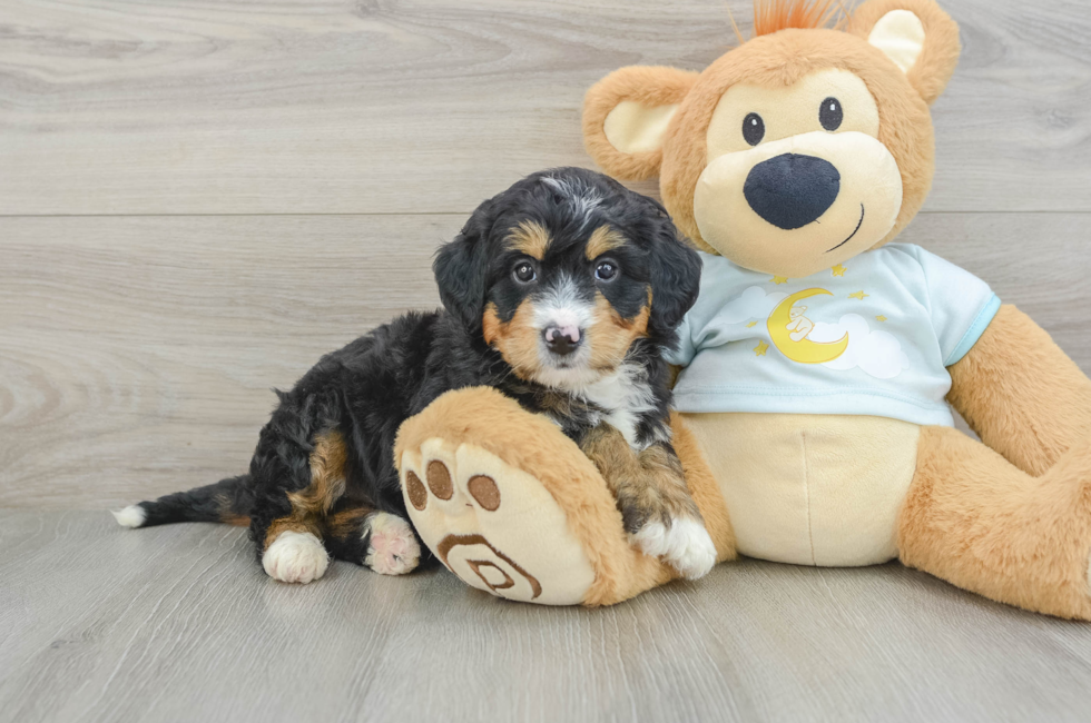 6 week old Mini Bernedoodle Puppy For Sale - Windy City Pups