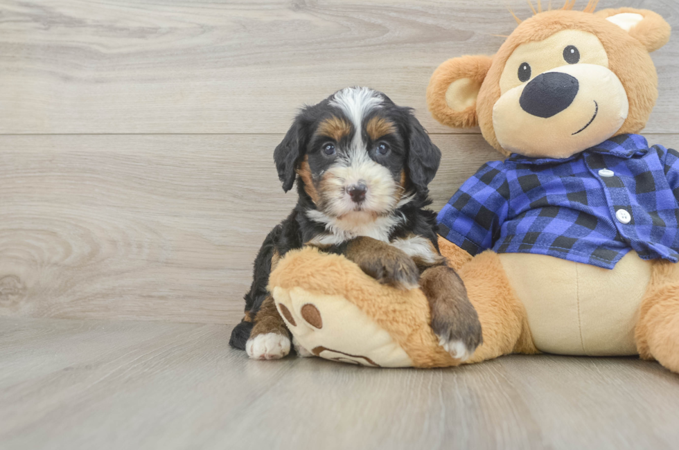 5 week old Mini Bernedoodle Puppy For Sale - Windy City Pups