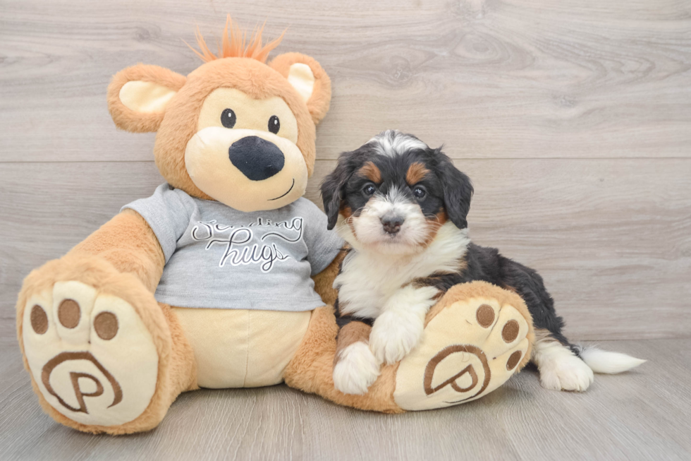 Playful Mini Berniedoodle Poodle Mix Puppy