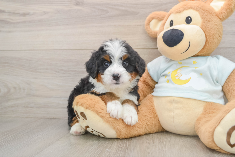 Sweet Mini Bernedoodle Baby