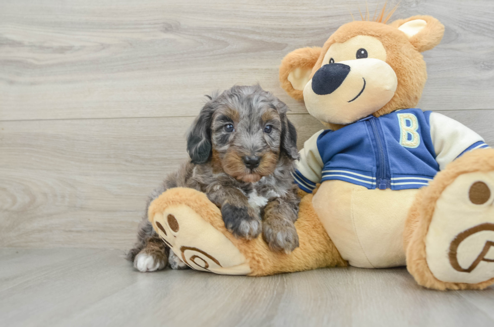 6 week old Mini Bernedoodle Puppy For Sale - Windy City Pups