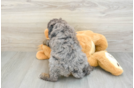 Funny Mini Bernedoodle Poodle Mix Pup